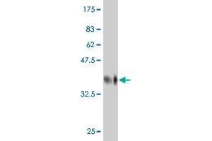 Western Blot detection against Immunogen (36. (PRKAA1 antibody  (AA 451-550))