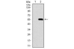 Image no. 2 for anti-Pancreatic and Duodenal Homeobox 1 (PDX1) antibody (ABIN1500143) (PDX1 antibody)