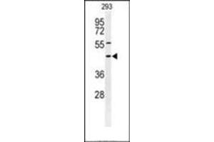 Western blot analysis of Syntaxin 1A / STX1A Antibody (N-term) in 293 cell line lysates (35ug/lane). (STX1A antibody  (N-Term))
