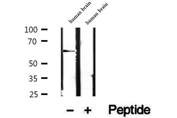RIC8B antibody  (C-Term)
