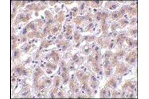 Immunohistochemistry of OMI in human liver tissue with this product at 2 μg/ml. (HTRA2 antibody  (C-Term))