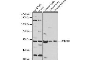 Western blot analysis of extracts of various cell lines, using LMBRD1 antibody (ABIN7268291) at 1:1000 dilution. (LMBRD1 antibody  (AA 220-300))