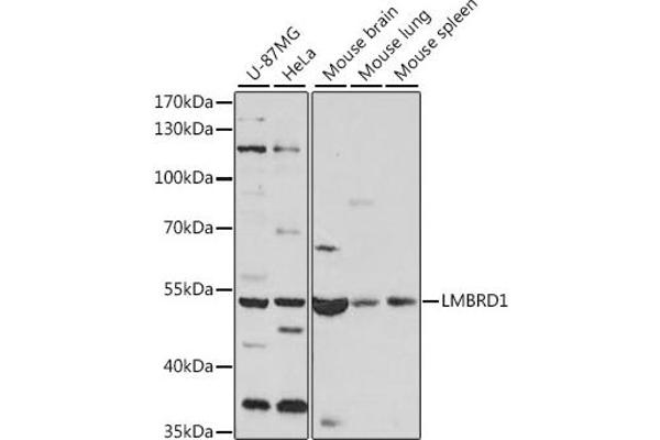 LMBRD1 antibody  (AA 220-300)
