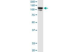 Western Blotting (WB) image for anti-Coiled-Coil and C2 Domain Containing 1A (CC2D1A) (AA 1-951) antibody (ABIN527223)