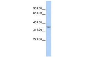 C1orf116 antibody  (AA 216-265)