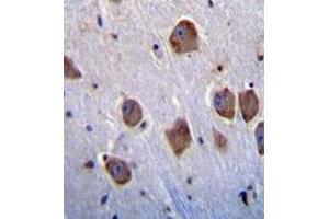 Immunohistochemistry analysis in human brain tissue (formalin-fixed, paraffin-embedded) using NT5DC4  Antibody , followed by peroxidase conjugation of the secondary antibody and DAB staining. (NT5DC4 antibody  (Middle Region))