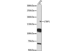 Western blot analysis of extracts of LO2 cells, using LTBP1 antibody (ABIN7268189) at 1:1000 dilution. (LTBP1 antibody  (AA 1290-1540))