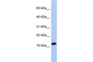 Western Blotting (WB) image for anti-Ribosomal Protein L30 (RPL30) antibody (ABIN2463956) (RPL30 antibody)