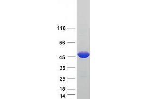 Validation with Western Blot (NARF Protein (Transcript Variant 3) (Myc-DYKDDDDK Tag))