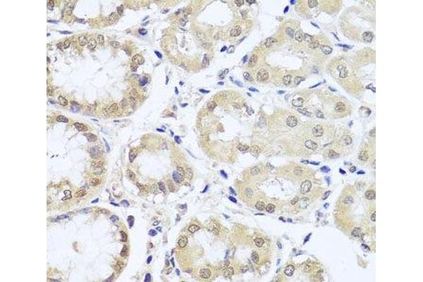 CGB7 antibody