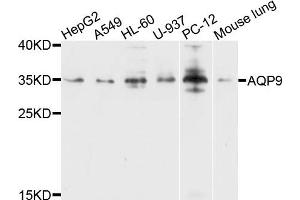 Western blot analysis of extracts of various cells, using AQP9 antibody. (AQP9 antibody)