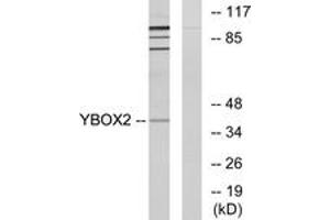 Western blot analysis of extracts from COLO205 cells, using YBOX2 Antibody.