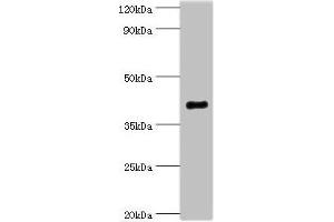 Western blot All lanes: Endophilin-B1 antibody at 2 μg/mL + Mouse kidney tissue Secondary Goat polyclonal to rabbit IgG at 1/10000 dilution Predicted band size: 41, 44, 30 kDa Observed band size: 41 kDa (SH3GLB1 antibody  (AA 1-365))