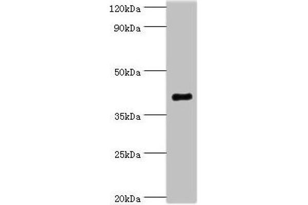 SH3GLB1 anticorps  (AA 1-365)