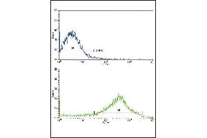 Flow cytometric analysis of NCI- cells using OPRS1 Antibody (N-term)(bottom histogram) compared to a negative control cell (top histogram). (SIGMAR1 antibody  (N-Term))