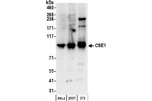 Western Blotting (WB) image for anti-CSE1 Chromosome Segregation 1-Like (CSE1L) (AA 1-50) antibody (ABIN7453909)