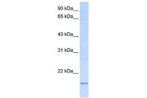 C20ORF30 antibody used at 1 ug/ml to detect target protein.
