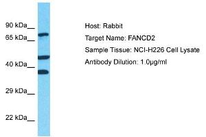 Host: Rabbit Target Name: FANCD2 Sample Type: NCI-H226 Whole Cell lysates Antibody Dilution: 1. (FANCD2 antibody  (Middle Region))