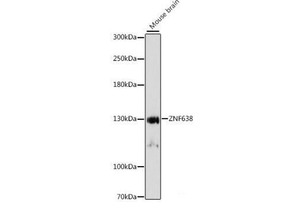 ZNF638 antibody