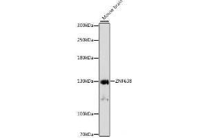 Western blot analysis of extracts of Mouse brain using ZNF638 Polyclonal Antibody at dilution of 1:1000. (ZNF638 antibody)