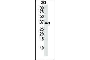 Western blot analysis of anti-hDGUOK-M1 Pab (ABIN391122 and ABIN2841249) in 293 cell line lysate (35 μg/lane). (Deoxyguanosine Kinase antibody  (N-Term))