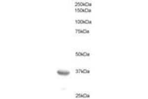 Image no. 1 for anti-B-Cell CLL/lymphoma 7A (BCL7A) (AA 219-231) antibody (ABIN293908)