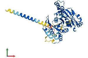 Protein Structure (PS) image for UDP-GlcNAc:betaGal beta-1,3-N-Acetylglucosaminyltransferase 1 (B3GNT1) (AA 1-415) protein (His tag) (ABIN7552507)