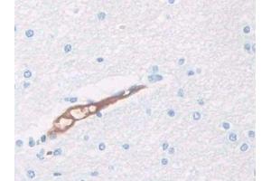 DAB staining on IHC-P; Samples: Human Cerebrum Tissue (HPR antibody  (AA 30-85))