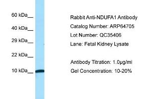Western Blotting (WB) image for anti-NADH Dehydrogenase (Ubiquinone) 1 alpha Subcomplex, 1, 7.5kDa (NDUFA1) (N-Term) antibody (ABIN2789932) (NDUFA1 antibody  (N-Term))