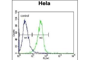 RAF1 Antibody (N-term) (ABIN392261 and ABIN2841943) flow cytometric analysis of Hela cells (right histogram) compared to a negative control cell (left histogram). (RAF1 antibody  (N-Term))