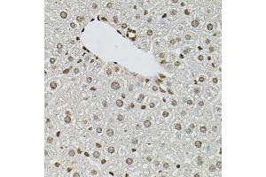 Immunohistochemistry of paraffin-embedded mouse liver using FGF2 antibody (ABIN1872685) at dilution of 1:100 (40x lens). (FGF2 antibody)