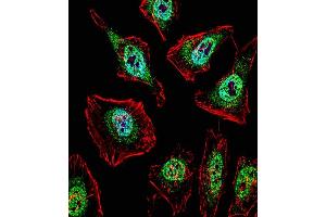 Fluorescent confocal image of Hela cell stained with TFE3 Antibody (N-term) (ABIN1538859 and ABIN2849812).