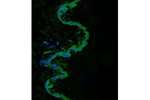 Immunofluorescent analysis of 4 % paraformaldehyde-fixed, 0. (SRMS antibody  (AA 113-147))