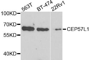 Western blot analysis of extracts of various cell lines, using CEP57L1 antibody. (CEP57L1 antibody)