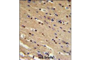 TP73 Antibody IHC analysis in formalin fixed and paraffin embedded mouse brain followed by peroxidase conjugation of the secondary antibody and DAB staining. (Tumor Protein p73 antibody  (AA 288-317))