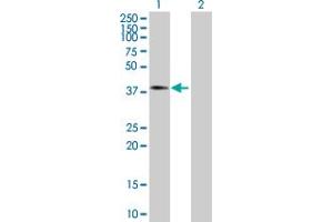 Western Blot analysis of ASPH expression in transfected 293T cell line by ASPH MaxPab polyclonal antibody.