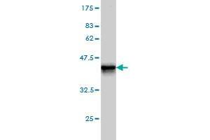 Western Blot detection against Immunogen (36.