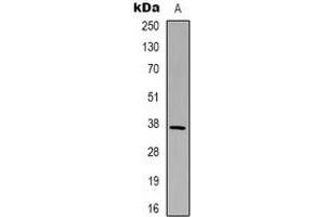 Western blot analysis of GAPDH expression in Hela (A) whole cell lysates. (GAPDH antibody)