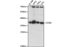Western blot analysis of extracts of various cell lines, using COQ9 antibody. (COQ9 antibody)