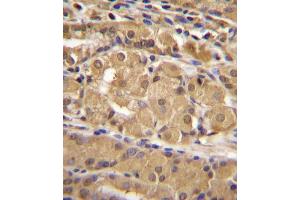 IRF9 Antibody (N-term) (ABIN655818 and ABIN2845242) immunohistochemistry analysis in formalin fixed and paraffin embedded human stomach tissue followed by peroxidase conjugation of the secondary antibody and DAB staining. (IRF9 antibody  (AA 75-104))