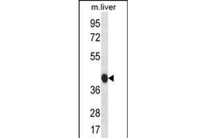 BEND7 Antibody (C-term) (ABIN656703 and ABIN2845935) western blot analysis in mouse liver tissue lysates (35 μg/lane). (BEND7 antibody  (C-Term))