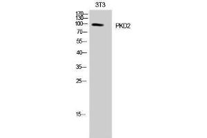 Western Blotting (WB) image for anti-Polycystic Kidney Disease 2 (Autosomal Dominant) (PKD2) (Tyr654) antibody (ABIN3176934) (PKD2 antibody  (Tyr654))