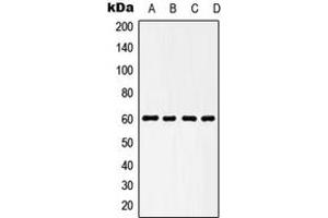 Western blot analysis of HSP60 expression in HeLa (A), NIH3T3 (B), KNRK (C), L929 (D) whole cell lysates. (HSPD1 antibody  (C-Term))