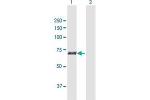 Western Blot analysis of SLC27A5 expression in transfected 293T cell line by SLC27A5 MaxPab polyclonal antibody. (SLC27A5 antibody  (AA 1-690))