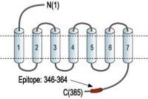 anti-Neuropeptide Y Receptor Y2 (NPY2R) (AA 346-364), (C-Term), (Intracellular) antibody