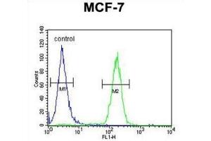 Flow Cytometry (FACS) image for anti-THO Complex 7 (THOC7) antibody (ABIN3004372) (THOC7 antibody)