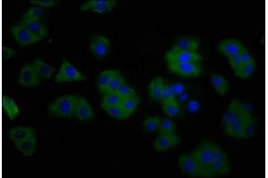 Immunofluorescence staining of HepG2 cells with ABIN7144304 at 1:200, counter-stained with DAPI. (Anoctamin 2 antibody  (AA 1-83))