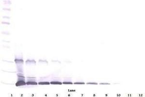 Image no. 1 for anti-Interleukin 9 (IL9) antibody (ABIN465833) (IL-9 antibody)