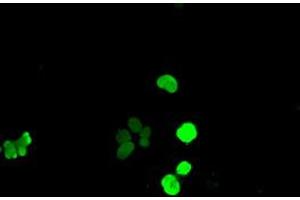 Anti-SOX17 mouse monoclonal antibody (ABIN2452255) immunofluorescent staining of COS7 cells transiently transfected by pCMV6-ENTRY SOX17 (RC220888). (SOX17 antibody  (AA 177-414))