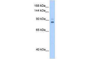 TPX2 antibody used at 0.